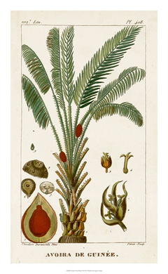 quadro botanica palmeiras