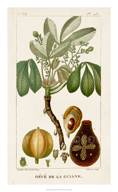 gravura classica botanica