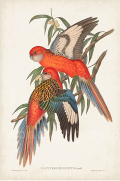 Tropical Parrots I - John Gould - comprar online