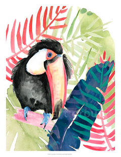 gravura tucano tropical