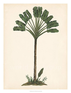 Palm Tree Study I - Melissa Wang - comprar online