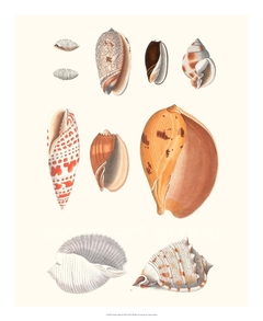 Shell Collection III - Vision Studio - comprar online