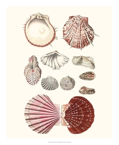 Shell Collection VI - Vision Studio - comprar online