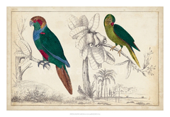 Parrot Pair I - Desconhecido