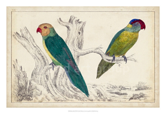 Parrot Pair II - Desconhecido - comprar online