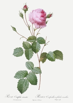 Rosa Centifolia Crenata - Pierre Joseph Redouté