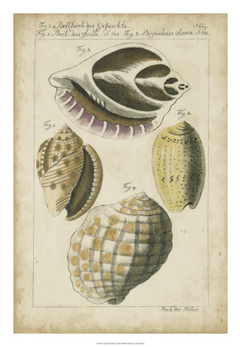gravura clássica de conchas