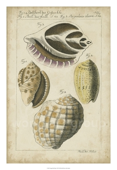 gravura de conchas clássica