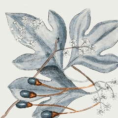 Vintage Blue Botanical II - Andrea Haase