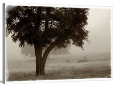 Fotografia para moldura Árvore Preto e Branco
