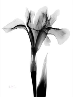 gravura foto flores raio x