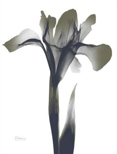gravura flores raio X