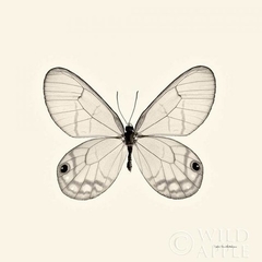 Butterfly I BW - Debra Van Swearingen - comprar online