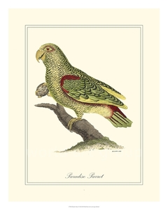 Paradise Parrot - George Edwards - comprar online