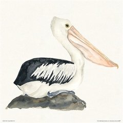 Gravura Pelicano