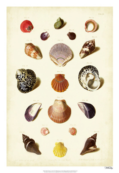 gravura de conchas clássica