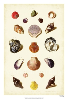 gravura de conchas para quadro