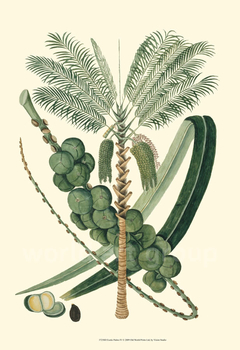 gravura botanica palmeira