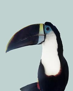 poster aves tropicais tucano