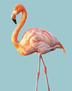 gravura com ave flamingo