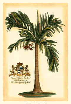 gravura palmeira real