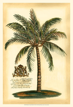 gravura classica palmeiras
