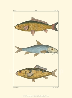 Freshwater Fish II - Pretre - comprar online