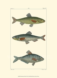 Freshwater Fish III - Pretre - comprar online