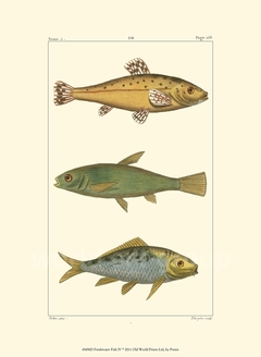 gravura de peixe