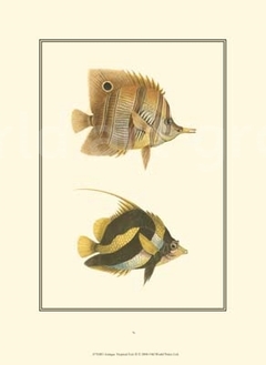 Gravura Peixes