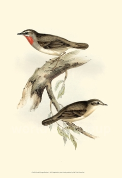 Gould's Gorget Warbler - John Gould - comprar online