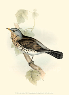 Gould's Fieldfare - John Gould