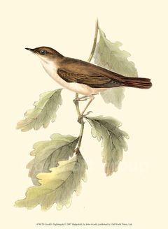 Gould's Nightingale - John Gould