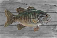 poster de peixes