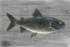 poster de peixes