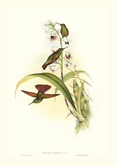 gravura de Beija-flor