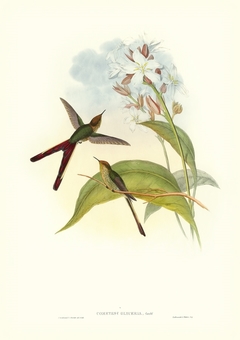 Gould Hummingbird III - John Gould - comprar online