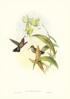 Gould Hummingbird IV - John Gould