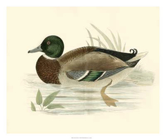 Ducks I - Morris - comprar online