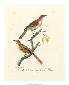 Antique French Birds I - de Langlois