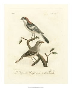 Antique French Birds II - de Langlois - comprar online