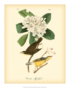 Canada Flycatcher - John J. Audubon