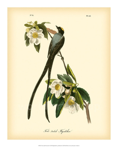 Fork-tailed Flycatcher - John J. Audubon - comprar online