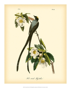Fork-tailed Flycatcher - John J. Audubon