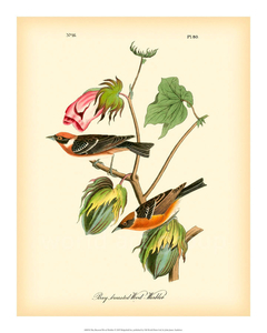 Bay Breasted Wood-Warbler - John J. Audubon - comprar online