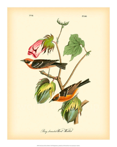 Bay Breasted Wood-Warbler - John J. Audubon