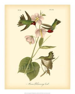 Anna Hummingbird - John J. Audubon - comprar online