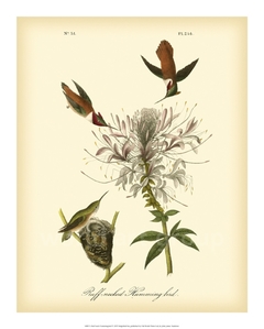 Ruff-neck Hummingbird- John J. Audubon - comprar online