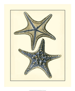 gravura estrela do mar