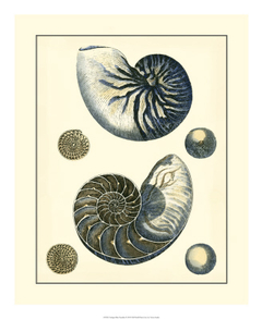 quadro conchas do mar